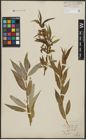 Foto von Salix alba L. x Salix fragilis L.
